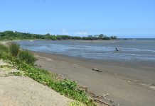 Marine species disappear amid dredging works