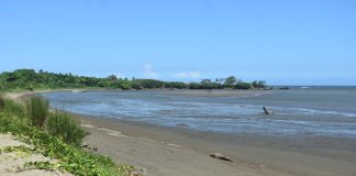 Marine species disappear amid dredging works