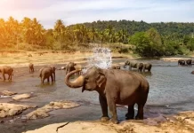 GEF Council approves more than $700 million for vast environmental needs