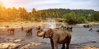 GEF Council approves more than $700 million for vast environmental needs