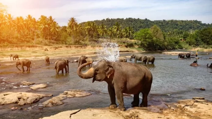 GEF Council approves more than $700 million for vast environmental needs