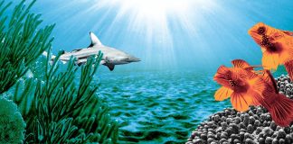World Oceans Day event highlights immediate action to protect oceans
