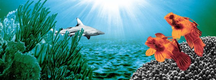 World Oceans Day event highlights immediate action to protect oceans