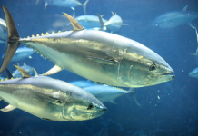 From overfished to sustainable harvests: Pacific Bluefin Tuna rebound to new highs