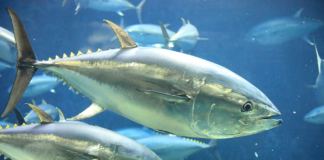 From overfished to sustainable harvests: Pacific Bluefin Tuna rebound to new highs