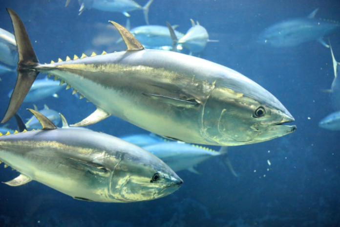 From overfished to sustainable harvests: Pacific Bluefin Tuna rebound to new highs