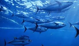 NZ support for sustainable Pacific fisheries