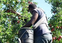 NZ RSE Scheme revitalised and cap increased