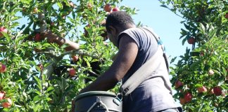 NZ RSE Scheme revitalised and cap increased