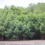 Mangrove restoration at heart of Fiji’s Climate adaptation effort