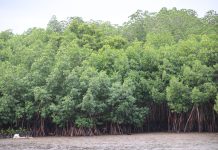 Mangrove restoration at heart of Fiji’s Climate adaptation effort