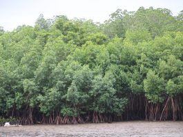 Mangrove restoration at heart of Fiji’s Climate adaptation effort