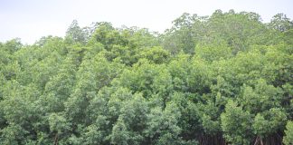 Mangrove restoration at heart of Fiji’s Climate adaptation effort
