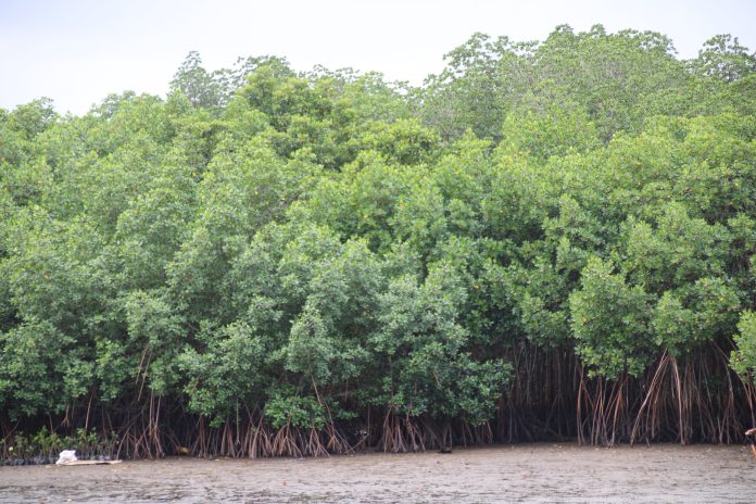 Mangrove restoration at heart of Fiji’s Climate adaptation effort