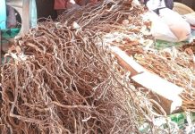 Regional Kava Strategy aims to boost Pacific trade and preserve culture