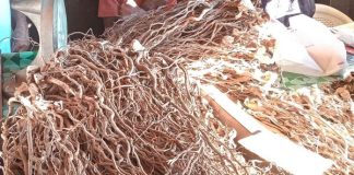 Vanuatu Kava exports reached VT5.3B last year
