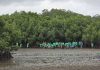 Kalokolevu Village unites in mangrove restoration to combat climate change