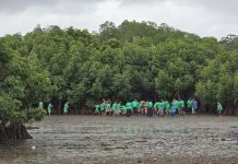 Kalokolevu Village unites in mangrove restoration to combat climate change