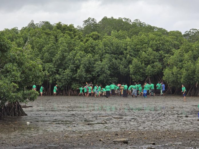 Kalokolevu Village unites in mangrove restoration to combat climate change