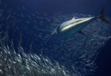 Eastern Pacific Fisheries Managers Have Prime Opportunity to Boost Sustainability