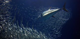 Eastern Pacific Fisheries Managers Have Prime Opportunity to Boost Sustainability