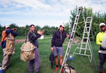 The ongoing legacy of Pacific mobility in regional Australia