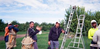 The ongoing legacy of Pacific mobility in regional Australia