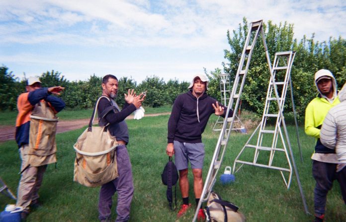 The ongoing legacy of Pacific mobility in regional Australia