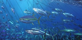 Landmark achievements in tuna fisheries: WCPO skipjack and North Pacific albacore implement world-leading harvest strategies
