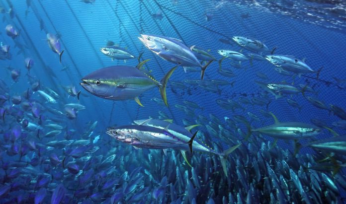 Landmark achievements in tuna fisheries: WCPO skipjack and North Pacific albacore implement world-leading harvest strategies