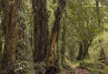 UN approves carbon market safeguards to protect environment and human rights