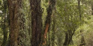 UN approves carbon market safeguards to protect environment and human rights