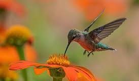 COP16: Landmark biodiversity agreements adopted