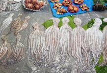 Women at the Forefront of Octopus Fishery