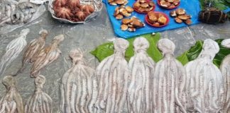Women at the Forefront of Octopus Fishery