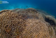 New Discovery: Largest coral in the world found in the Solomon Islands