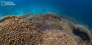 New Discovery: Largest coral in the world found in the Solomon Islands