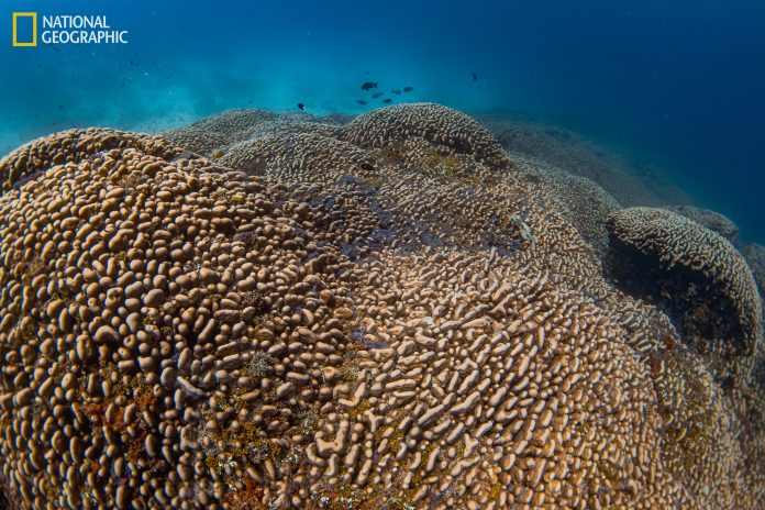 New Discovery: Largest coral in the world found in the Solomon Islands