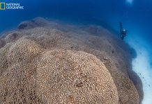 Solomon Islands coral discovery “reinforces” urgent need for global action on ocean protection amidst COP29