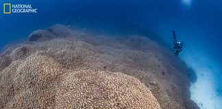 Solomon Islands coral discovery “reinforces” urgent need for global action on ocean protection amidst COP29