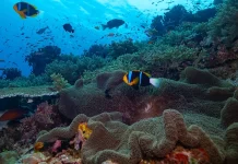 Pacific at the crossroads: 85 MPAs needed daily to safeguard marine ecosystems