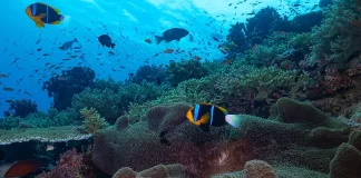 Pacific at the crossroads: 85 MPAs needed daily to safeguard marine ecosystems