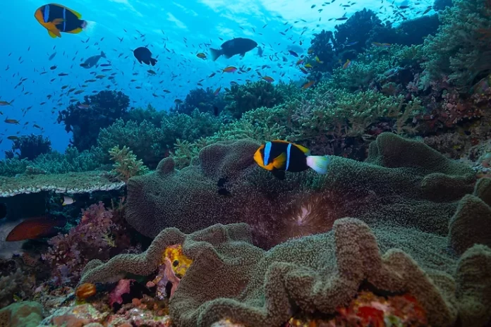 Pacific at the crossroads: 85 MPAs needed daily to safeguard marine ecosystems