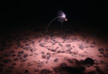 New Zealand rethinks opposition to deep-sea mining