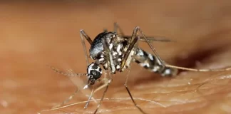 Tonga’s Health ministry declares dengue outbreak, 10 cases among youth