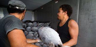 Climate change is robbing Pacific islands of another resource: Tuna
