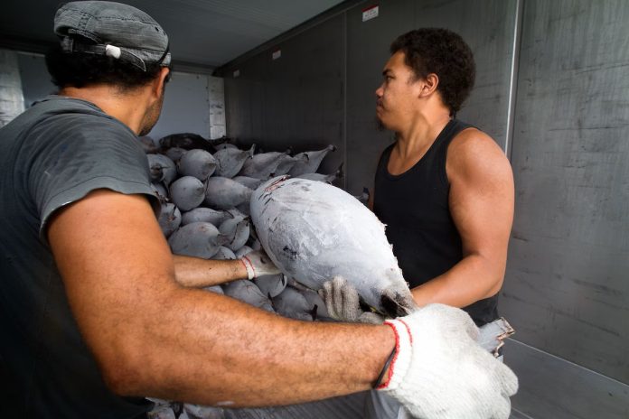 Climate change is robbing Pacific islands of another resource: Tuna