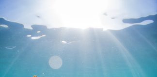 The vital role of seagrass meadows in Pacific Island marine ecosystems