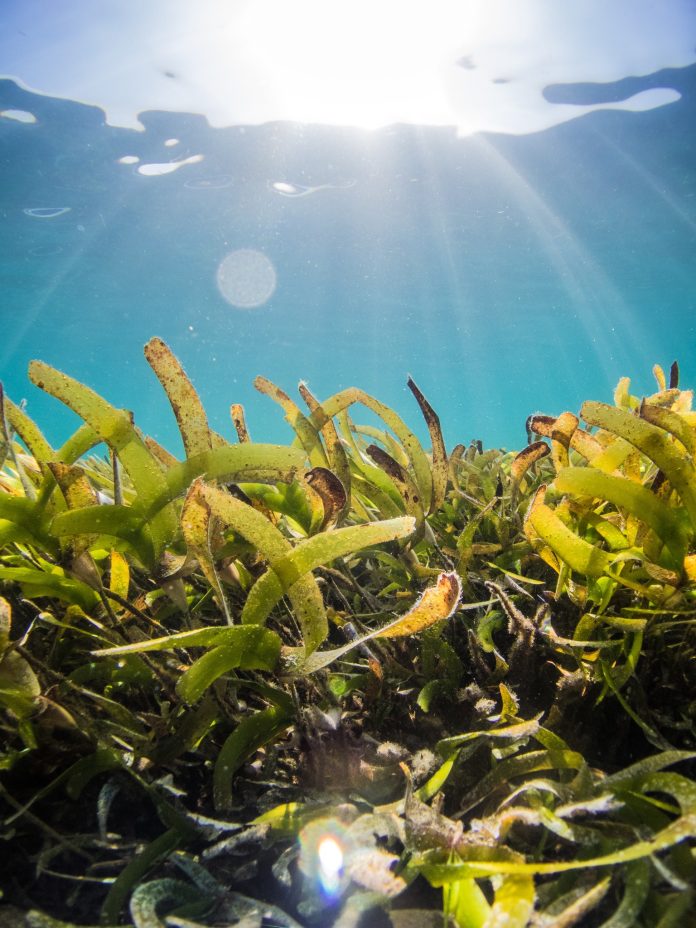 The vital role of seagrass meadows in Pacific Island marine ecosystems