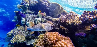 Time for the Missing Piece in Ocean Management